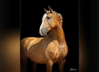 Lusitanien, Étalon, 4 Ans, 160 cm, Palomino