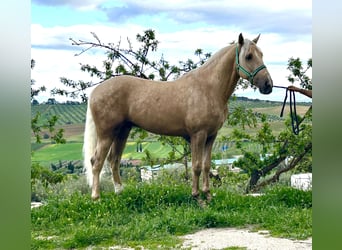 Lusitanien Croisé, Étalon, 4 Ans, 160 cm, Palomino