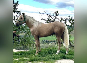 Lusitanien Croisé, Étalon, 4 Ans, 160 cm, Palomino