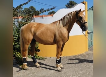 Lusitanien, Étalon, 4 Ans, 160 cm, Palomino