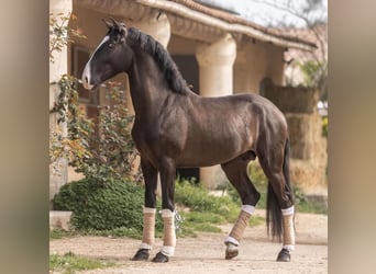 Lusitanien, Étalon, 4 Ans, 161 cm, Bai brun foncé