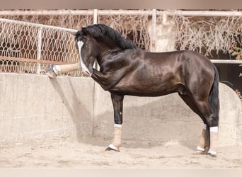 Lusitanien, Étalon, 4 Ans, 161 cm, Bai brun foncé