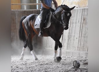Lusitanien, Étalon, 4 Ans, 161 cm, Bai