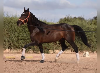 Lusitanien, Étalon, 4 Ans, 161 cm, Bai