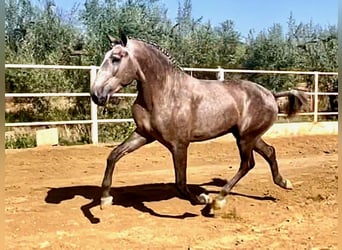 Lusitanien, Étalon, 4 Ans, 161 cm, Gris
