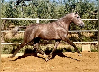 Lusitanien, Étalon, 4 Ans, 161 cm, Gris