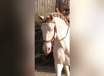 Lusitanien, Étalon, 4 Ans, 161 cm, Perlino
