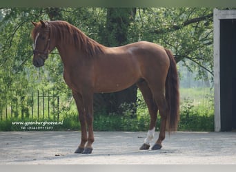 Lusitanien, Étalon, 4 Ans, 162 cm, Alezan