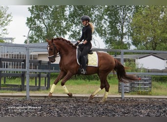 Lusitanien, Étalon, 4 Ans, 162 cm, Alezan