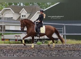 Lusitanien, Étalon, 4 Ans, 162 cm, Alezan