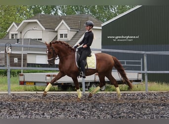 Lusitanien, Étalon, 4 Ans, 162 cm, Alezan