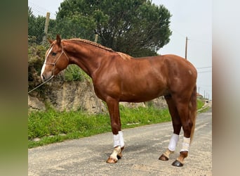 Lusitanien, Étalon, 4 Ans, 162 cm, Alezan