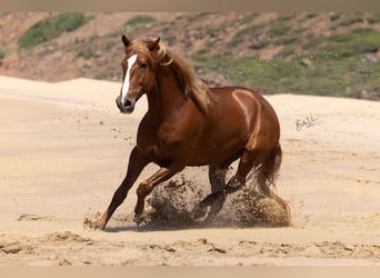 Lusitanien, Étalon, 4 Ans, 162 cm, Alezan