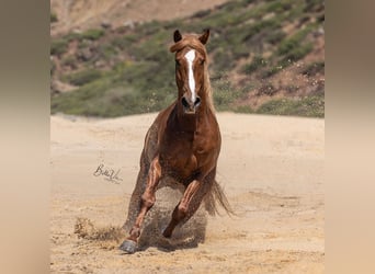 Lusitanien, Étalon, 4 Ans, 162 cm, Alezan