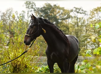 Lusitanien Croisé, Étalon, 4 Ans, 162 cm, Bai brun