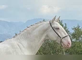 Lusitanien, Étalon, 4 Ans, 162 cm, Cremello