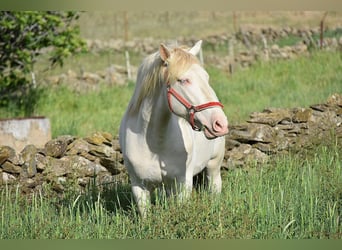 Lusitanien, Étalon, 4 Ans, 162 cm, Cremello