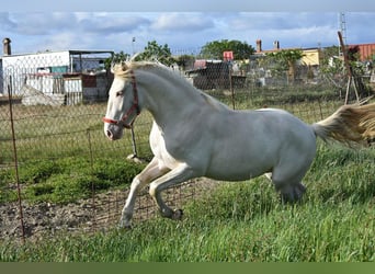 Lusitanien, Étalon, 4 Ans, 162 cm, Cremello