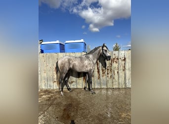 Lusitanien, Étalon, 4 Ans, 162 cm, Gris