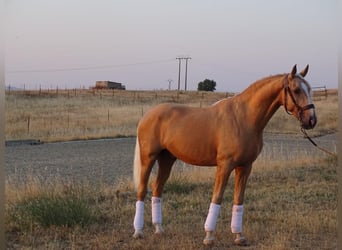 Lusitanien, Étalon, 4 Ans, 162 cm, Palomino