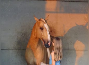 Lusitanien, Étalon, 4 Ans, 162 cm, Palomino