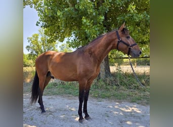 Lusitanien, Étalon, 4 Ans, 163 cm, Bai brun
