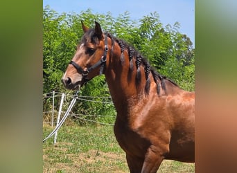 Lusitanien, Étalon, 4 Ans, 163 cm, Bai brun