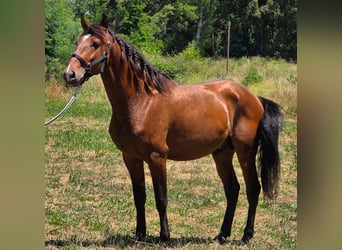 Lusitanien, Étalon, 4 Ans, 163 cm, Bai brun