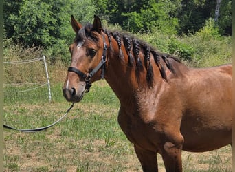 Lusitanien, Étalon, 4 Ans, 163 cm, Bai brun