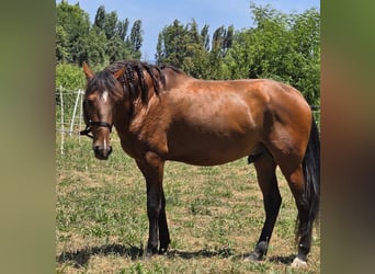Lusitanien, Étalon, 4 Ans, 163 cm, Bai brun