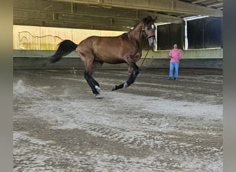 Lusitanien, Étalon, 4 Ans, 163 cm, Bai brun