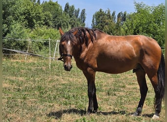 Lusitanien, Étalon, 4 Ans, 163 cm, Bai brun