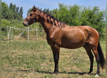 Lusitanien, Étalon, 4 Ans, 163 cm, Bai brun