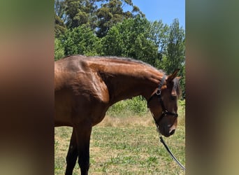 Lusitanien, Étalon, 4 Ans, 163 cm, Bai brun