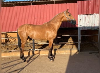 Lusitanien, Étalon, 4 Ans, 163 cm, Bai cerise