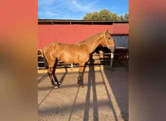 Lusitanien, Étalon, 4 Ans, 163 cm, Bai cerise