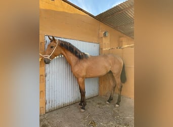 Lusitanien, Étalon, 4 Ans, 163 cm, Bai cerise