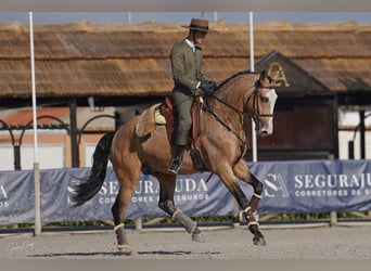 Lusitanien, Étalon, 4 Ans, 163 cm, Buckskin