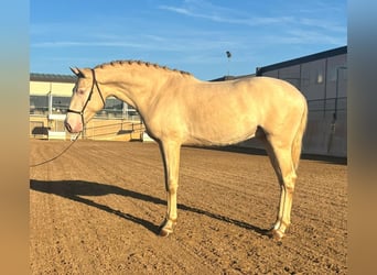 Lusitanien, Étalon, 4 Ans, 163 cm, Cremello