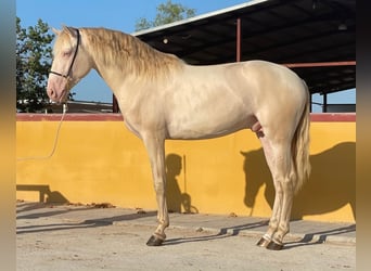 Lusitanien, Étalon, 4 Ans, 163 cm, Cremello