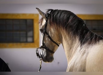 Lusitanien, Étalon, 4 Ans, 163 cm, Gris (bai-dun)