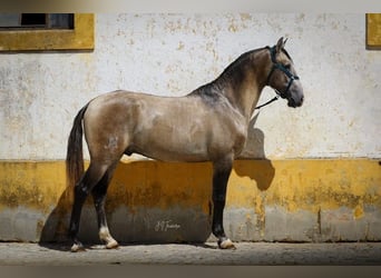 Lusitanien, Étalon, 4 Ans, 163 cm, Gris (bai-dun)