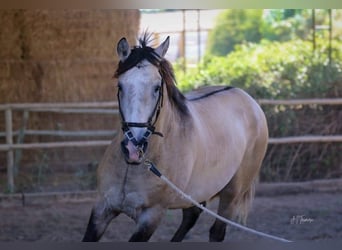 Lusitanien, Étalon, 4 Ans, 163 cm, Gris (bai-dun)