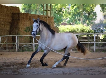 Lusitanien, Étalon, 4 Ans, 163 cm, Gris (bai-dun)