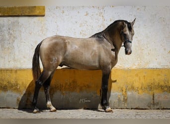 Lusitanien, Étalon, 4 Ans, 163 cm, Gris (bai-dun)