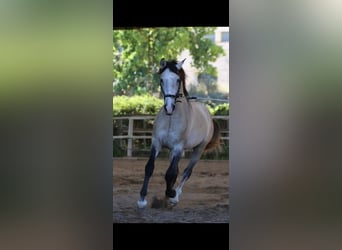 Lusitanien, Étalon, 4 Ans, 163 cm, Gris (bai-dun)