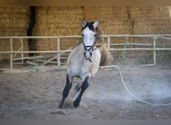 Lusitanien, Étalon, 4 Ans, 163 cm, Gris (bai-dun)