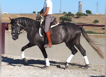 Lusitanien, Étalon, 4 Ans, 163 cm, Gris