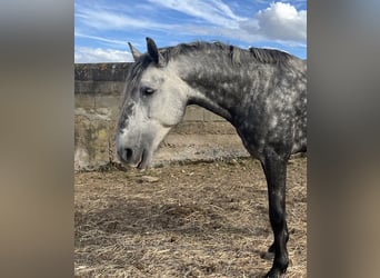 Lusitanien, Étalon, 4 Ans, 163 cm, Gris pommelé