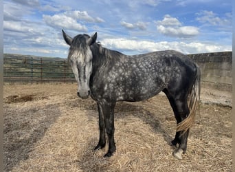 Lusitanien, Étalon, 4 Ans, 163 cm, Gris pommelé